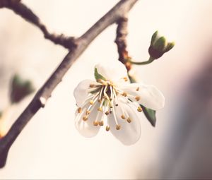 Preview wallpaper flower, petals, pollen, blur, macro