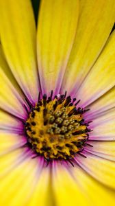 Preview wallpaper flower, petals, pollen, macro, yellow