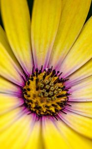 Preview wallpaper flower, petals, pollen, macro, yellow