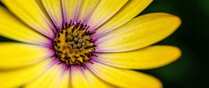 Preview wallpaper flower, petals, pollen, macro, yellow