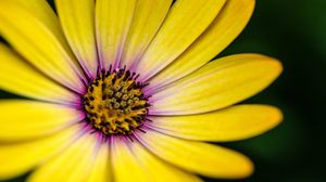 Preview wallpaper flower, petals, pollen, macro, yellow