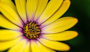 Preview wallpaper flower, petals, pollen, macro, yellow