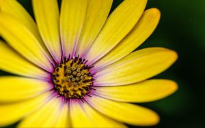 Preview wallpaper flower, petals, pollen, macro, yellow