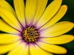 Preview wallpaper flower, petals, pollen, macro, yellow