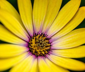 Preview wallpaper flower, petals, pollen, macro, yellow