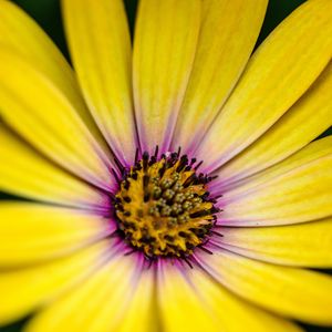 Preview wallpaper flower, petals, pollen, macro, yellow