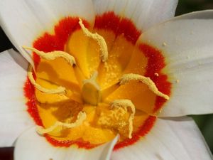 Preview wallpaper flower, petals, pollen, stamen