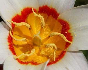 Preview wallpaper flower, petals, pollen, stamen