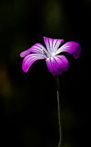 Preview wallpaper flower, petals, purple, black background