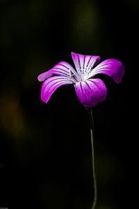 Preview wallpaper flower, petals, purple, black background