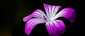 Preview wallpaper flower, petals, purple, black background