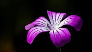 Preview wallpaper flower, petals, purple, black background