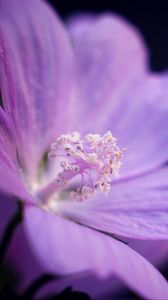 Preview wallpaper flower, petals, purple, macro, dark