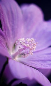 Preview wallpaper flower, petals, purple, macro, dark