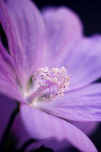 Preview wallpaper flower, petals, purple, macro, dark