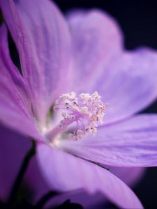 Preview wallpaper flower, petals, purple, macro, dark