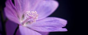 Preview wallpaper flower, petals, purple, macro, dark