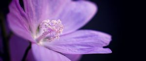 Preview wallpaper flower, petals, purple, macro, dark