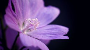 Preview wallpaper flower, petals, purple, macro, dark