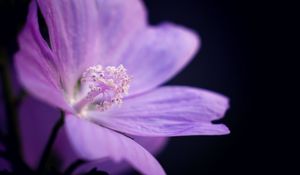 Preview wallpaper flower, petals, purple, macro, dark