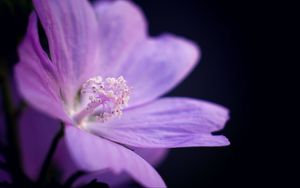 Preview wallpaper flower, petals, purple, macro, dark