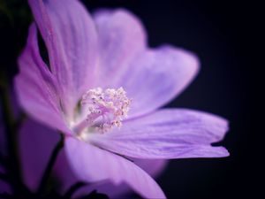 Preview wallpaper flower, petals, purple, macro, dark