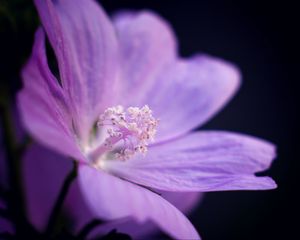 Preview wallpaper flower, petals, purple, macro, dark