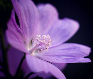 Preview wallpaper flower, petals, purple, macro, dark