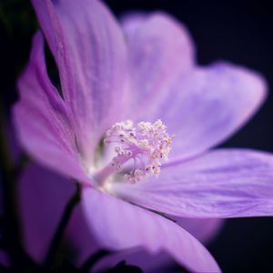 Preview wallpaper flower, petals, purple, macro, dark