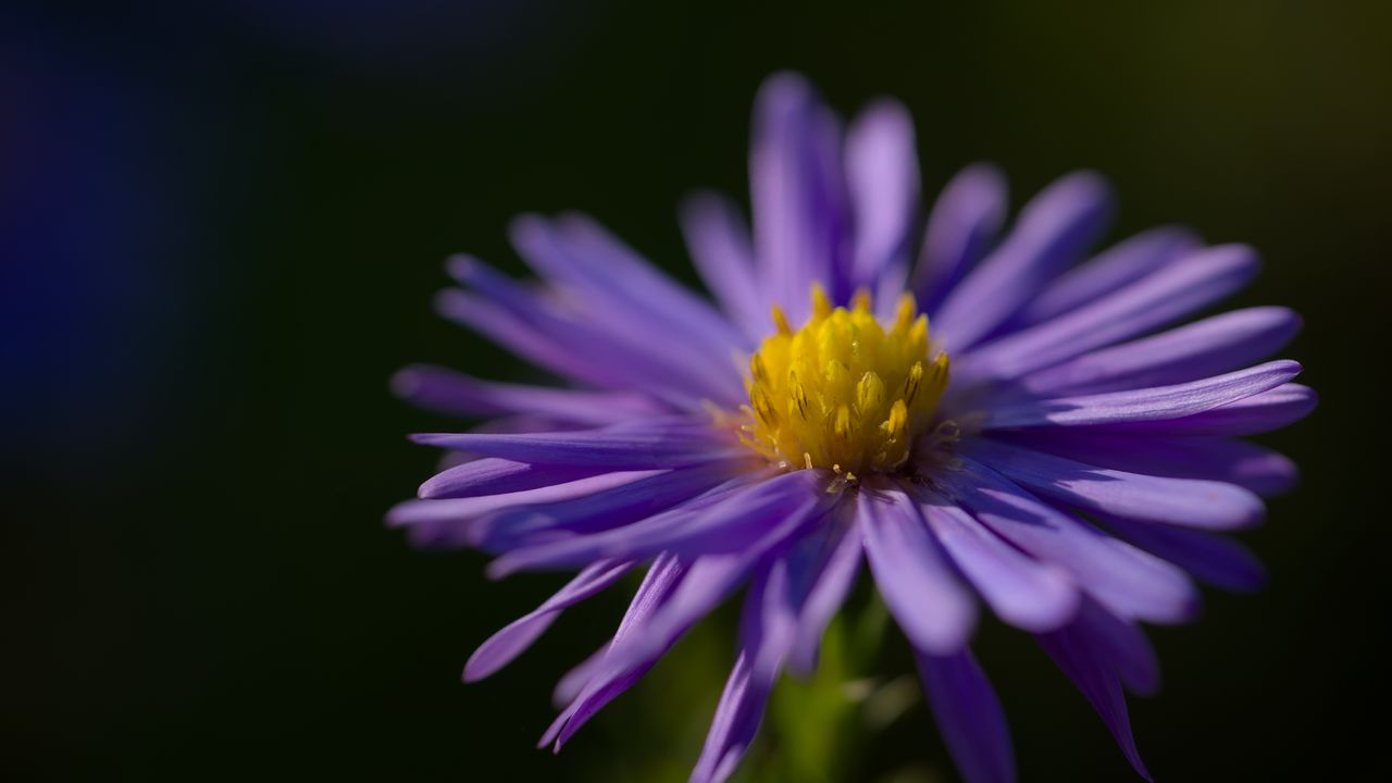 Wallpaper flower, petals, purple, macro, blur, plant