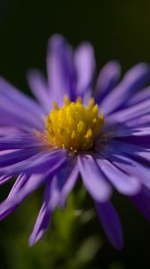 Preview wallpaper flower, petals, purple, macro, blur, plant