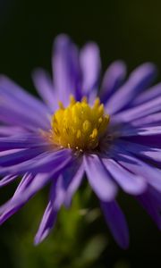 Preview wallpaper flower, petals, purple, macro, blur, plant