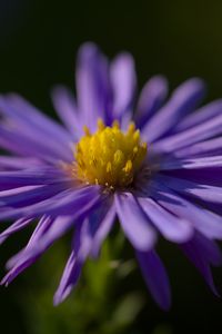 Preview wallpaper flower, petals, purple, macro, blur, plant