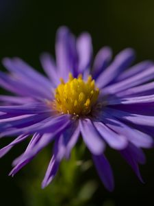 Preview wallpaper flower, petals, purple, macro, blur, plant