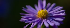 Preview wallpaper flower, petals, purple, macro, blur, plant