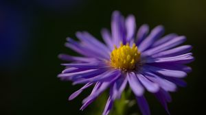 Preview wallpaper flower, petals, purple, macro, blur, plant
