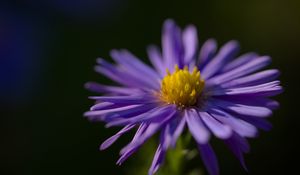 Preview wallpaper flower, petals, purple, macro, blur, plant