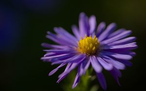 Preview wallpaper flower, petals, purple, macro, blur, plant