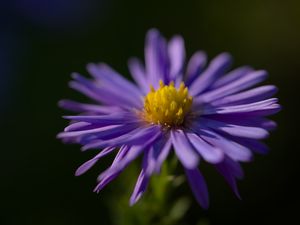 Preview wallpaper flower, petals, purple, macro, blur, plant