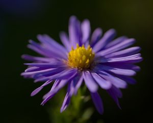 Preview wallpaper flower, petals, purple, macro, blur, plant