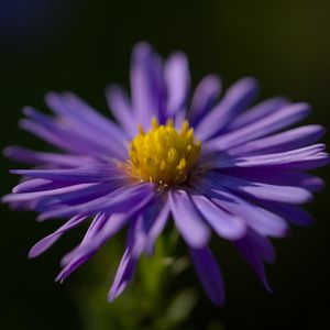 Preview wallpaper flower, petals, purple, macro, blur, plant