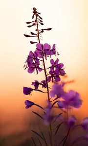Preview wallpaper flower, petals, purple, focus, sunset, blur