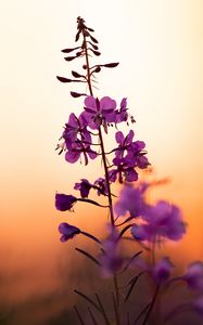 Preview wallpaper flower, petals, purple, focus, sunset, blur