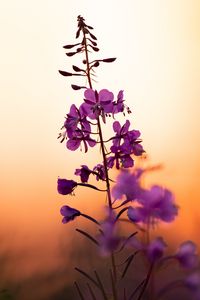 Preview wallpaper flower, petals, purple, focus, sunset, blur