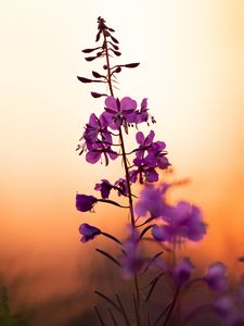 Preview wallpaper flower, petals, purple, focus, sunset, blur
