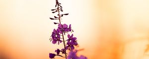 Preview wallpaper flower, petals, purple, focus, sunset, blur