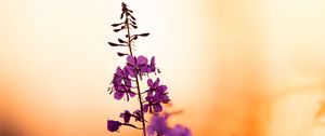 Preview wallpaper flower, petals, purple, focus, sunset, blur