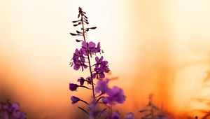 Preview wallpaper flower, petals, purple, focus, sunset, blur