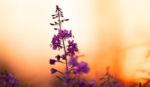 Preview wallpaper flower, petals, purple, focus, sunset, blur
