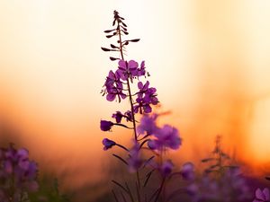 Preview wallpaper flower, petals, purple, focus, sunset, blur